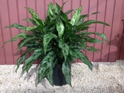 10" Aglaonema Romeo